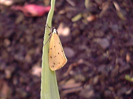 Dew Moth Setina irrorella