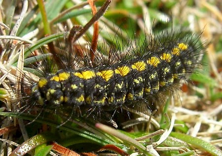 Dew Moth Setina irrorella