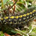 Larva • Ramsey Island, Pembrokeshire • © Lisa Morgan