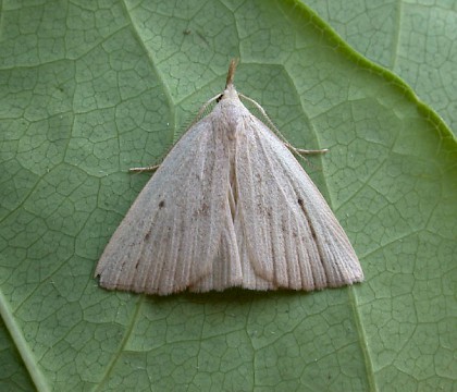 Adult &bull; Redgrave and Lopham Fen, Norfolk &bull; &copy; Nigel Whinney
