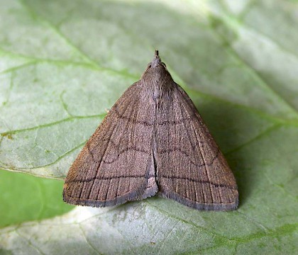 Adult &bull; Chorlton, Gtr. Manchester &bull; &copy; Ben Smart