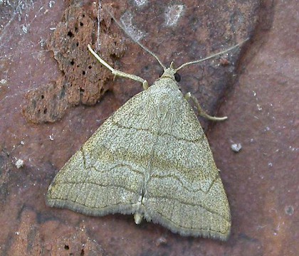 Adult &bull; Iken, Suffolk &bull; &copy; Paul Kitchener