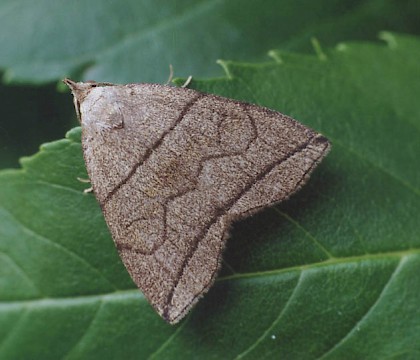 Adult &bull; Littleborough, Lancashire &bull; &copy; Ian Kimber