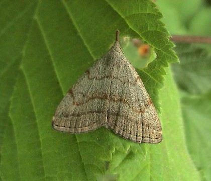 Adult &bull; &copy; Chris Steeman