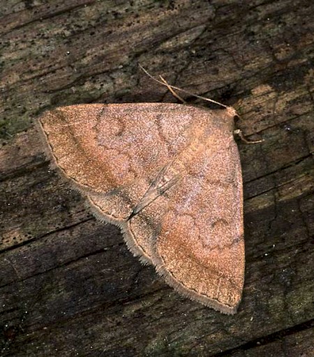 Jubilee Fan-foot Zanclognatha lunalis