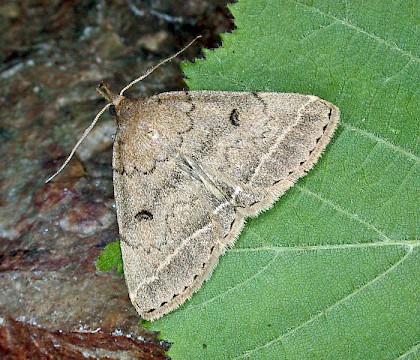 Adult &bull; Las Descargues, Lot, France &bull; &copy; Robin Howard