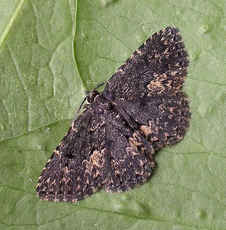 Waved Black Parascotia fuliginaria