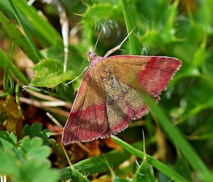 Adult &bull; Fontmell Down, Dorset &bull; &copy; Mark Pike