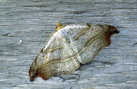 Beautiful Hook-tip Laspeyria flexula