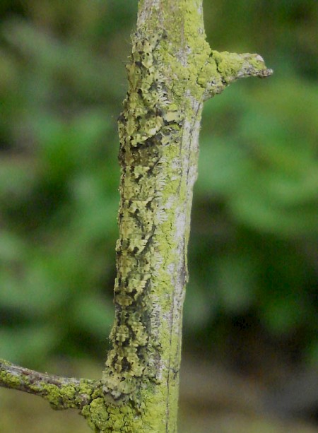 Beautiful Hook-tip Laspeyria flexula