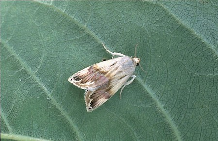 Purple Marbled Eublemma ostrina