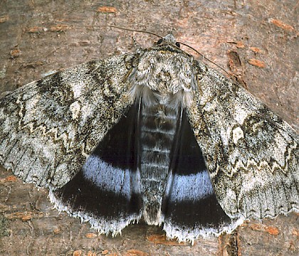 Adult &bull; Dorset &bull; &copy; Paul Harris