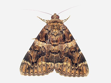 Minsmere Crimson Underwing Catocala conjuncta