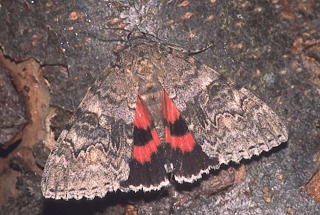 Red Underwing Catocala nupta