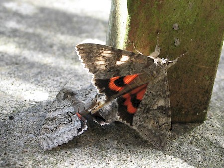 Red Underwing Catocala nupta