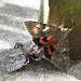 Mating Pair • Bourton-on-the-Hill, Gloucestershire • © Ann Newbold