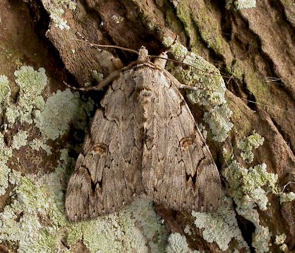 Adult &bull; St. Ouen