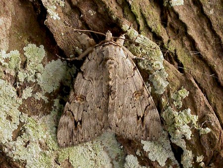 Rosy Underwing Catocala electa