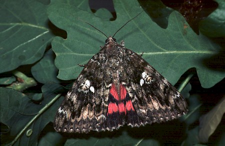 Dark Crimson Underwing Catocala sponsa