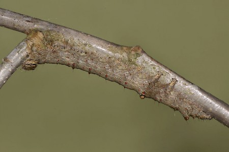 Dark Crimson Underwing Catocala sponsa