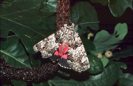 Light Crimson Underwing Catocala promissa