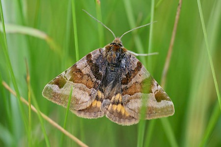 Burnet Companion Euclidia glyphica