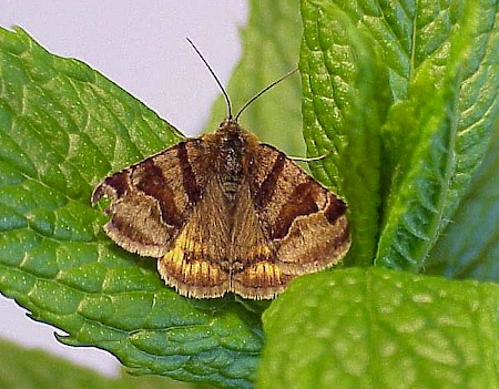 Burnet Companion Euclidia glyphica