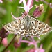 Adult • Monk's Wood NNR, Cambs. • © Nick Greatorex-Davies