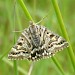 Adult • Monk's Wood NNR, Cambs. • © Nick Greatorex-Davies