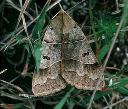 Adult &bull; &copy; Gianpiero Ferrari