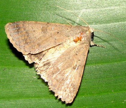 Adult &bull; &copy; Roy Goff