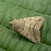 Adult • ex. larva, s'Albufera, Mallorca • © Martin Honey