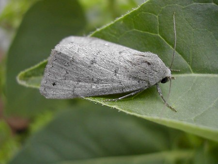 Trent Double-stripe Clytie illunaris