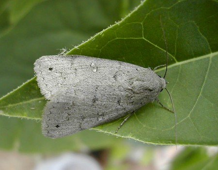 Trent Double-stripe Clytie illunaris