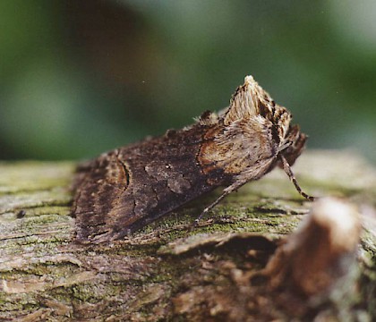 Adult &bull; Congleton, Cheshire &bull; &copy; Ian Kimber