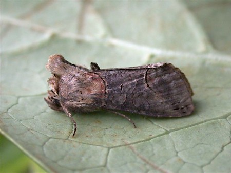 Dark Spectacle Abrostola triplasia