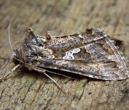 Adult &bull; Gower, Glamorgan &bull; &copy; Barry Stewart