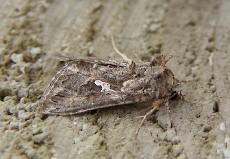 The Ni Moth Trichoplusia ni