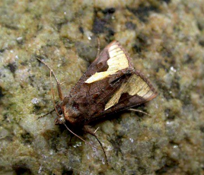 Adult &bull; St. Agnes, Isles of Scilly &bull; &copy; Tony Davison