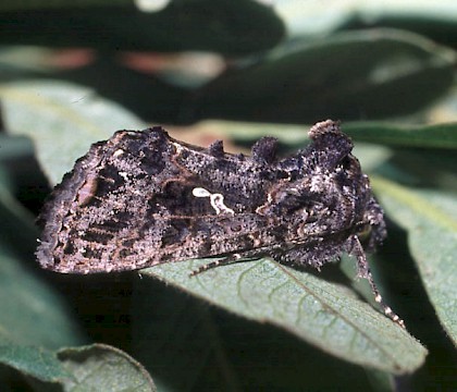 Adult &bull; Andalucia, Spain &bull; &copy; Jim Porter