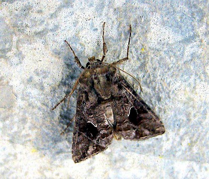 Adult &bull; Paxos, Greece &bull; &copy; Geoff Riley