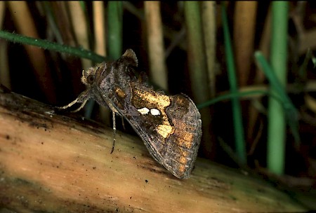 Golden Twin-spot Chrysodeixis chalcites