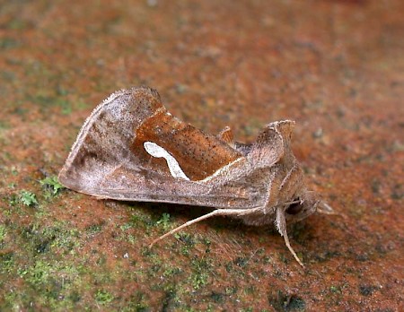 Dewick's Plusia Macdunnoughia confusa