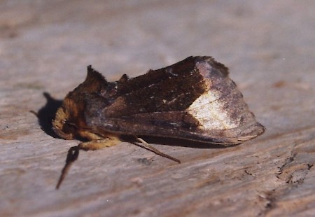 Scarce Burnished Brass Diachrysia chryson