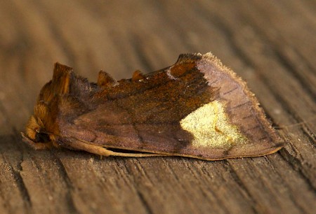 Scarce Burnished Brass Diachrysia chryson