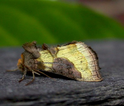 Adult &bull; Melbourne, Derbyshire &bull; &copy; Tony Davison