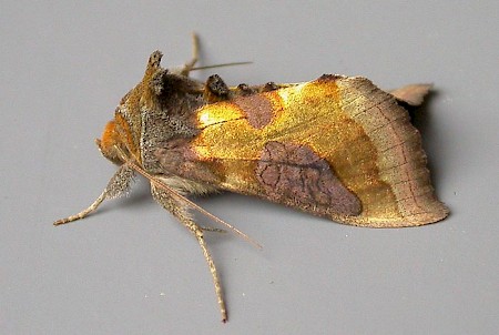 Burnished Brass Diachrysia chrysitis