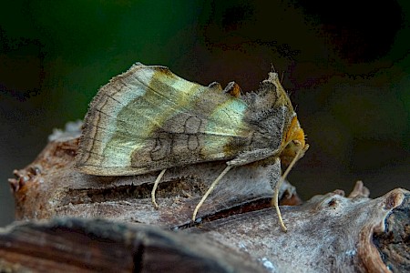 Burnished Brass Diachrysia chrysitis