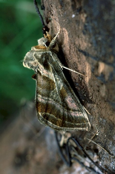 Purple-shaded Gem Euchalcia variabilis