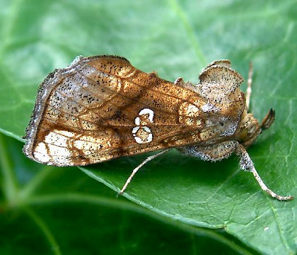 Adult &bull; West Midlands &bull; &copy; Lee Southall